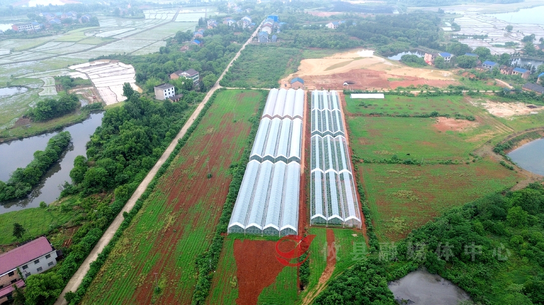 菜花坪镇：发展智能化大棚种植 首批黄瓜迎来丰收