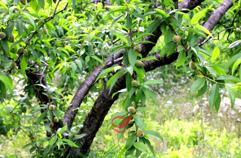 鸾山镇：科学做好黄桃生长期管护