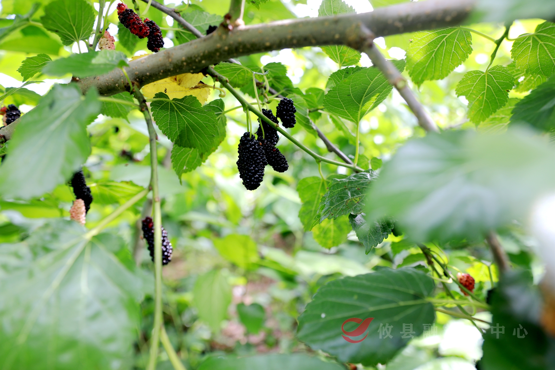 石羊塘蚕桑体验园：采桑葚 吃桑叶豆腐 双倍快乐已就位