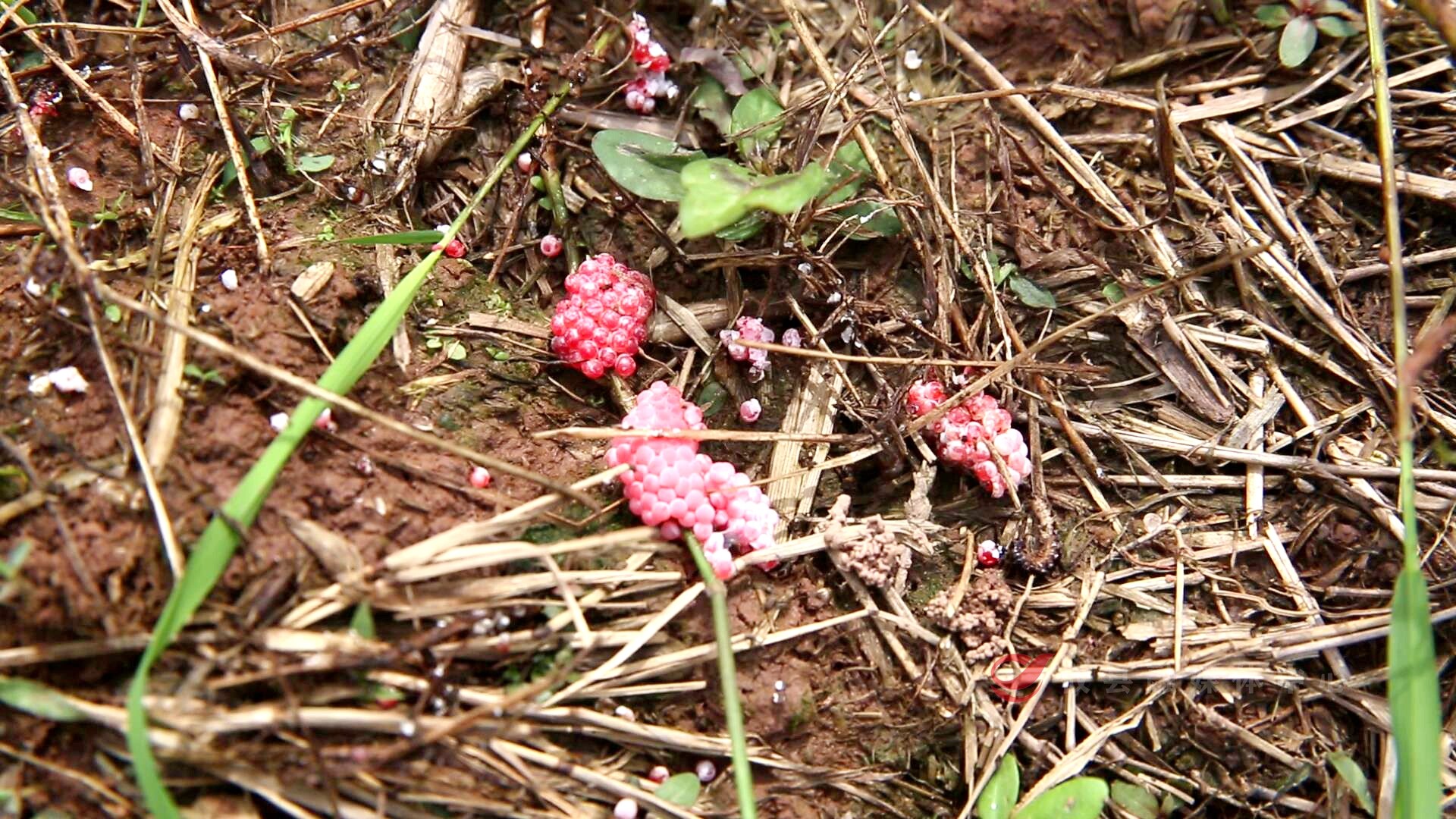 植保无人机灭杀福寿螺  助力粮食稳产高产