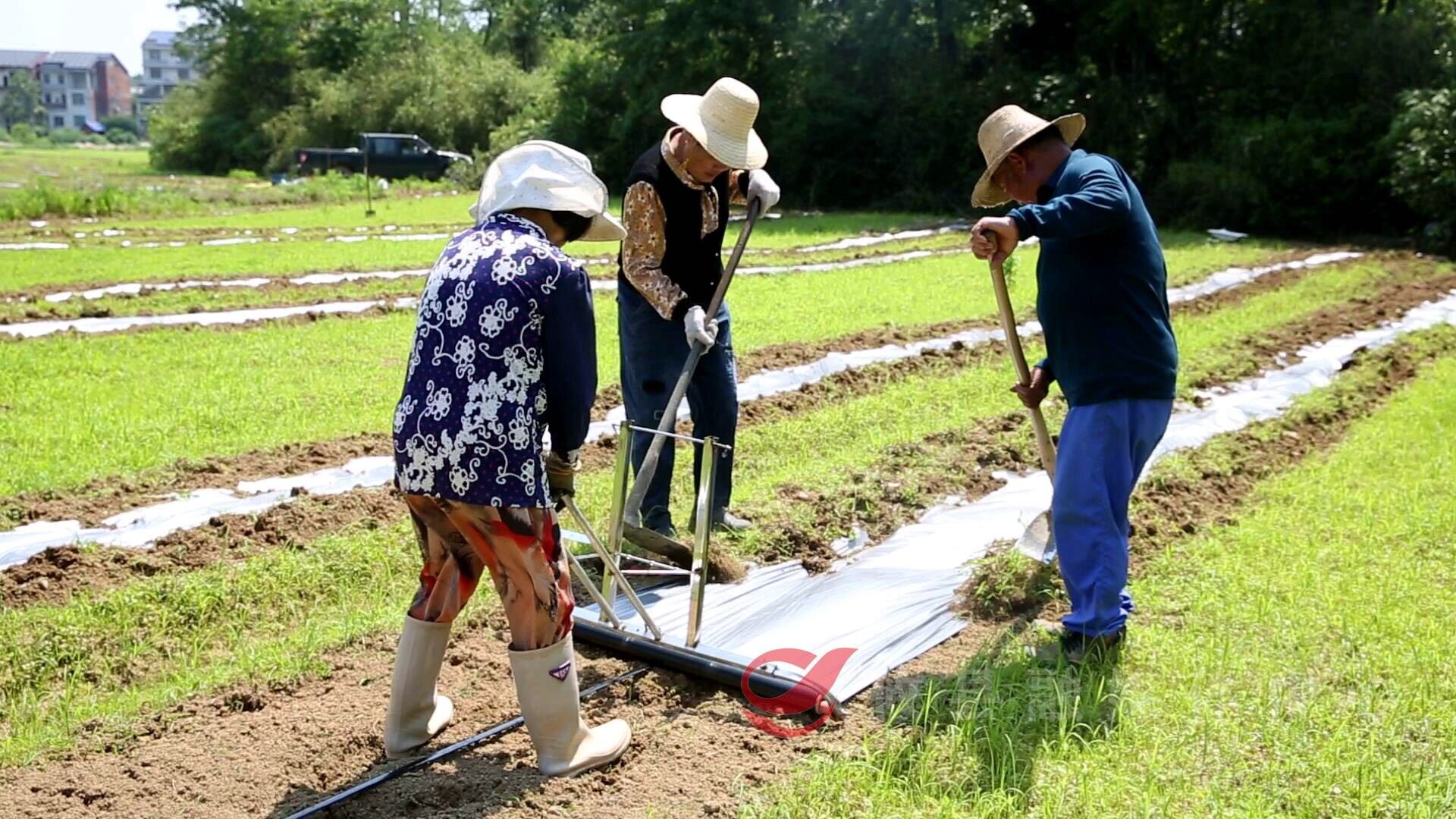 菜花坪镇菜花社区：西瓜栽种忙  种下新希望