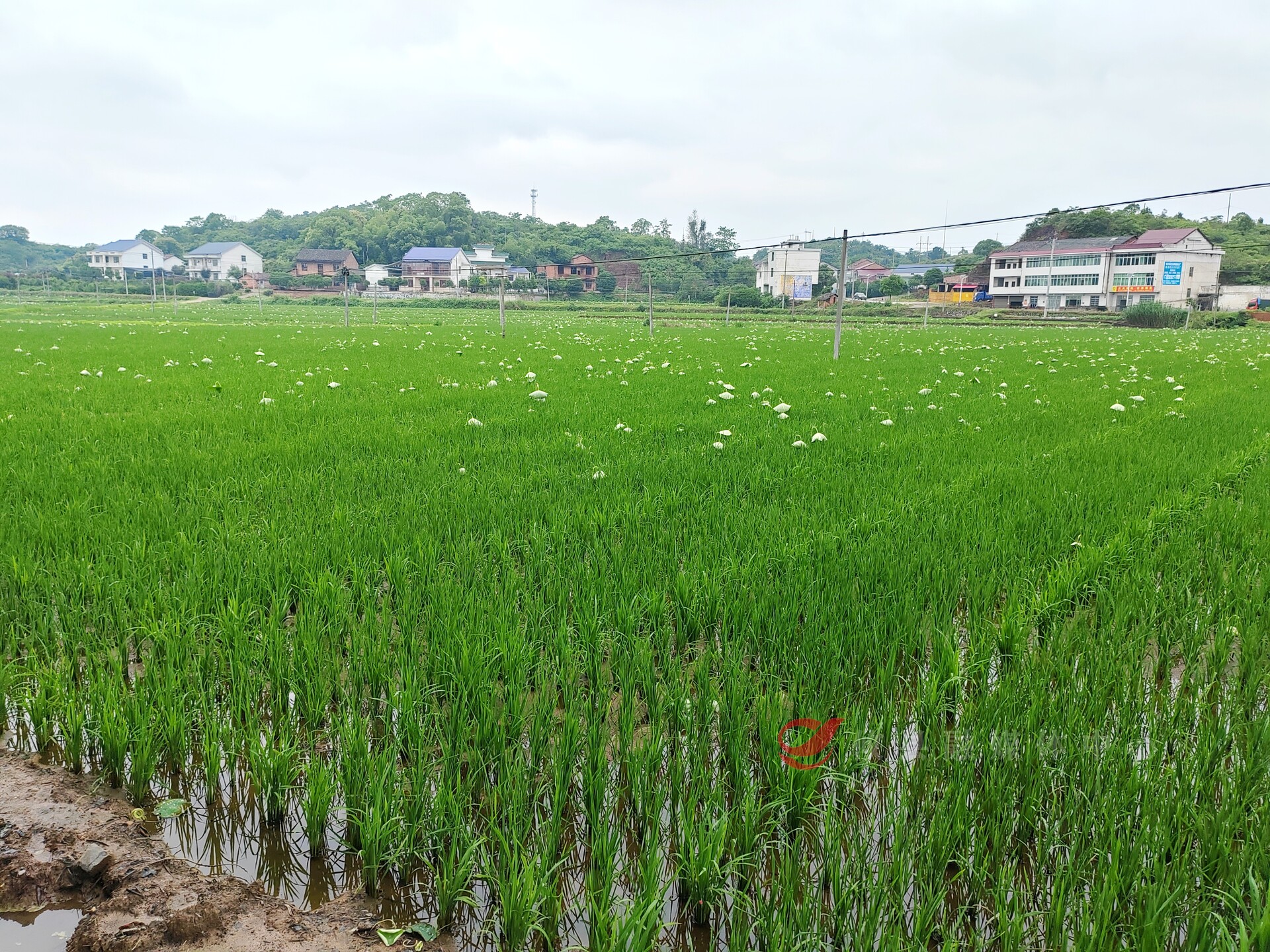 攸县：“非粮化”治理 让“荷田”回归“粮田赛道”