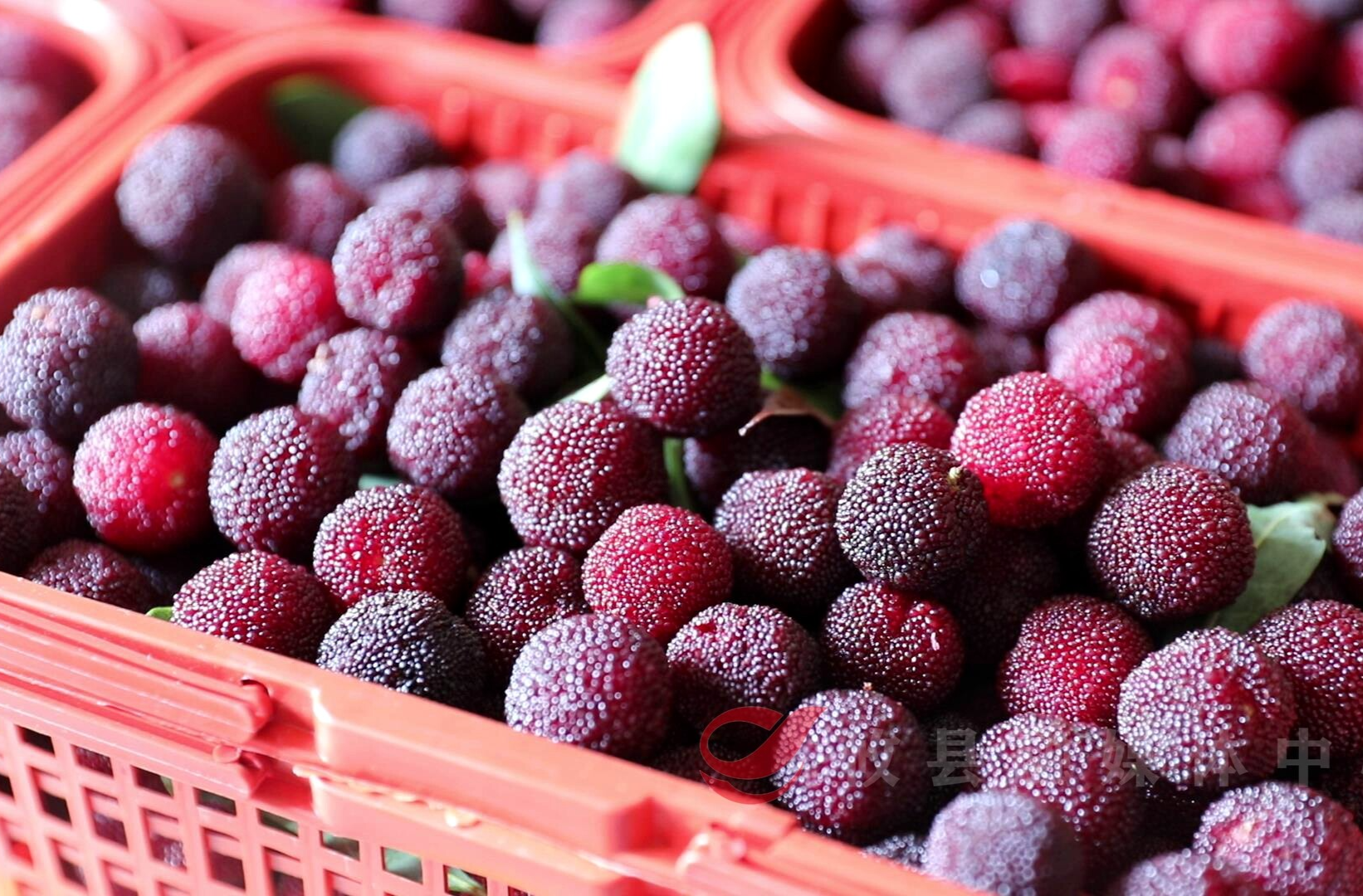 【乡村振兴】宁家坪镇龙泉村：杨梅上市 游客采摘体验忙