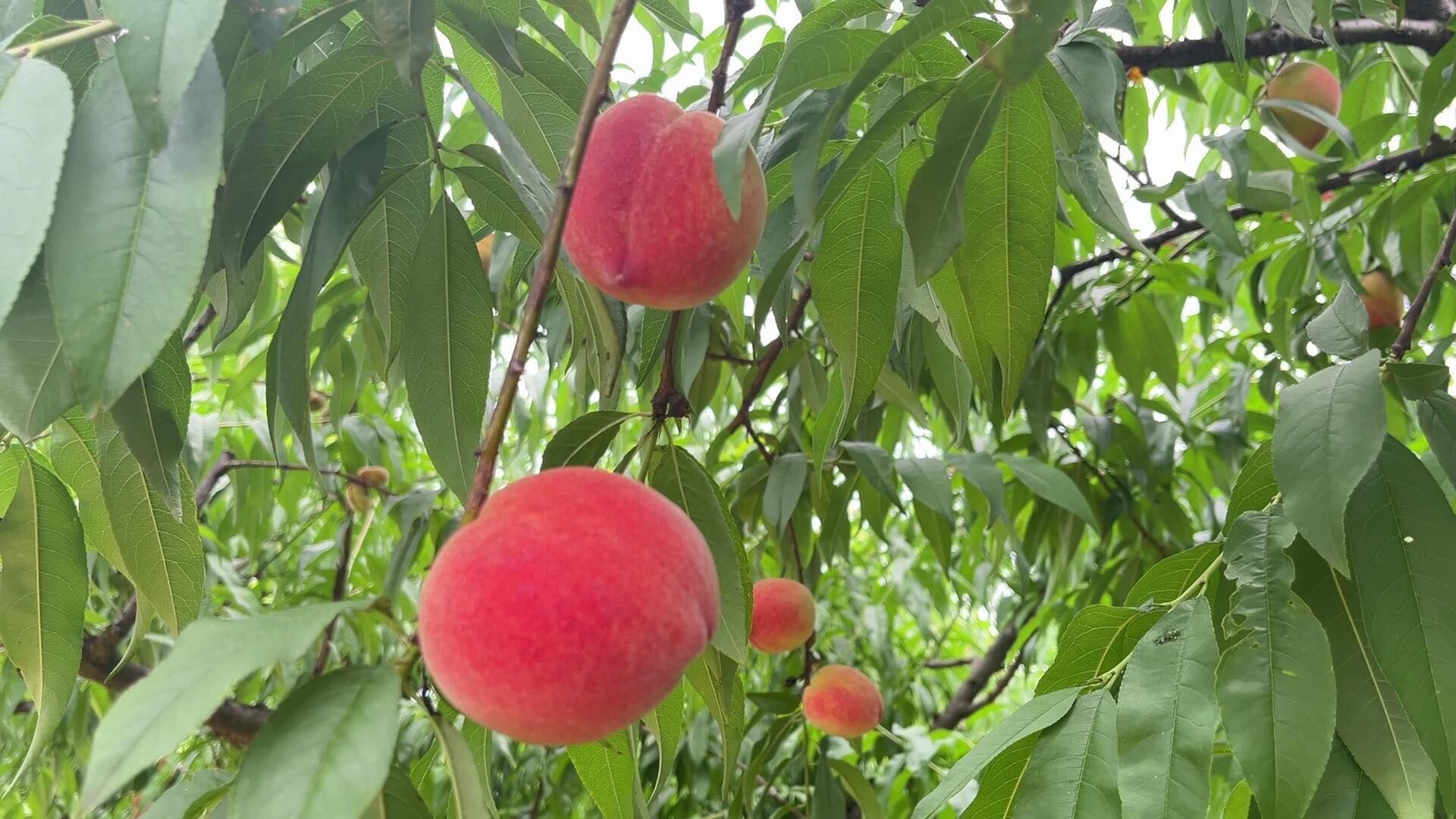 攸县：甜心桃上市 “桃”气满满引客来