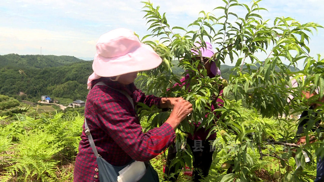 攸县：鹰嘴桃披上“保护衣” 挂果套袋添生机