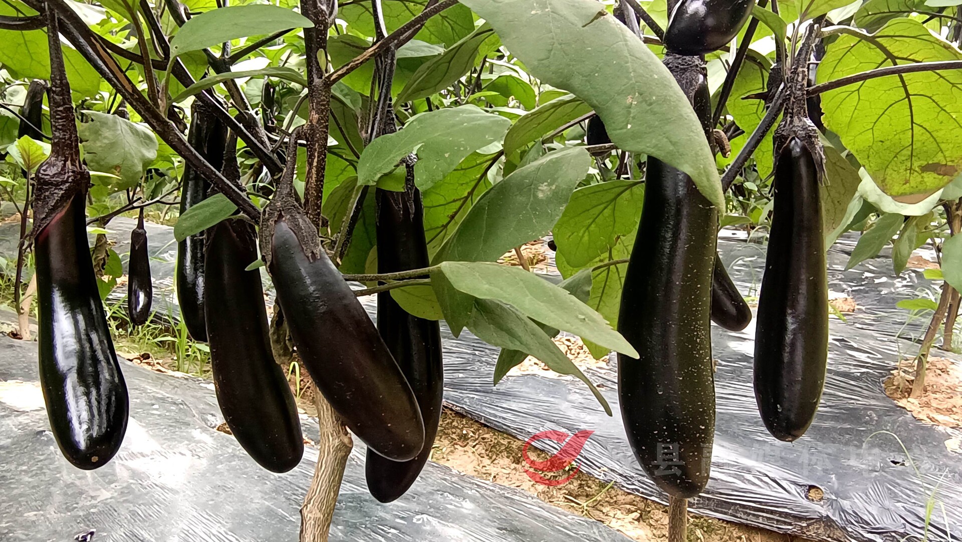 宁家坪镇：“小茄子”助力乡村“大振兴”