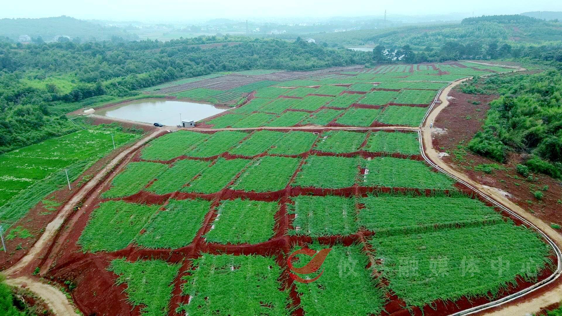 攸县：村干部变身“网红”乡村振兴走“新”更走“心”