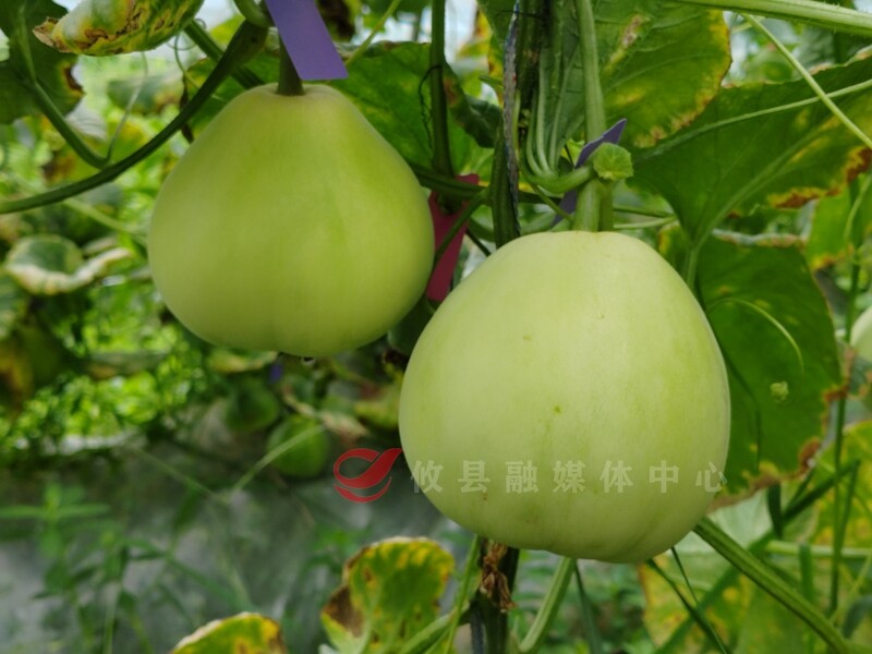 攸县：甜瓜丰收 一种香甜风味各异