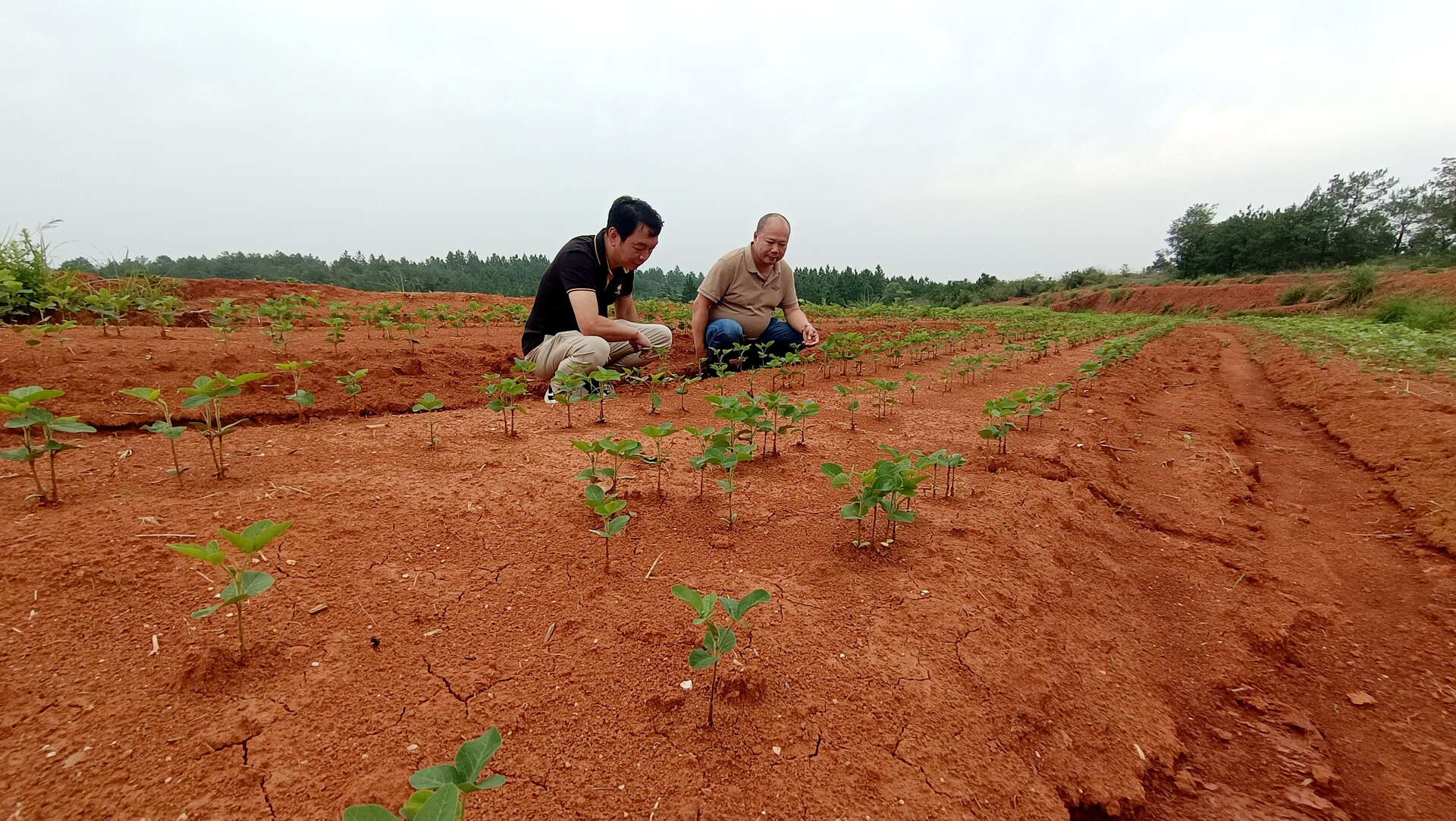 宁家坪镇：荒坡上黄豆幼苗纷“探头”