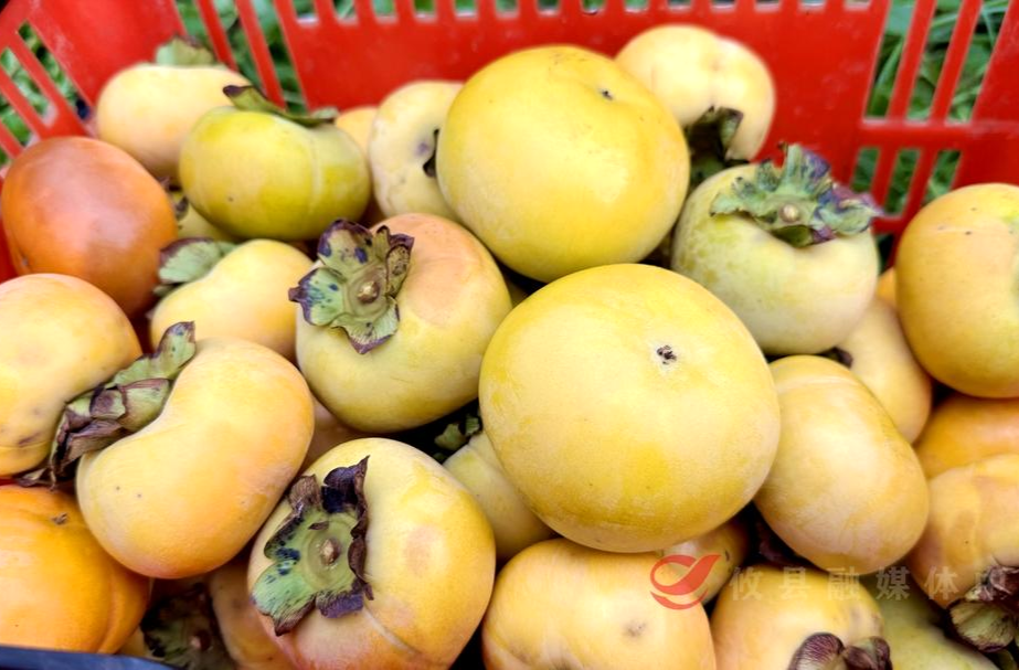 何以解“攸”之你见过什么样的攸县（八）果韵菜花坪