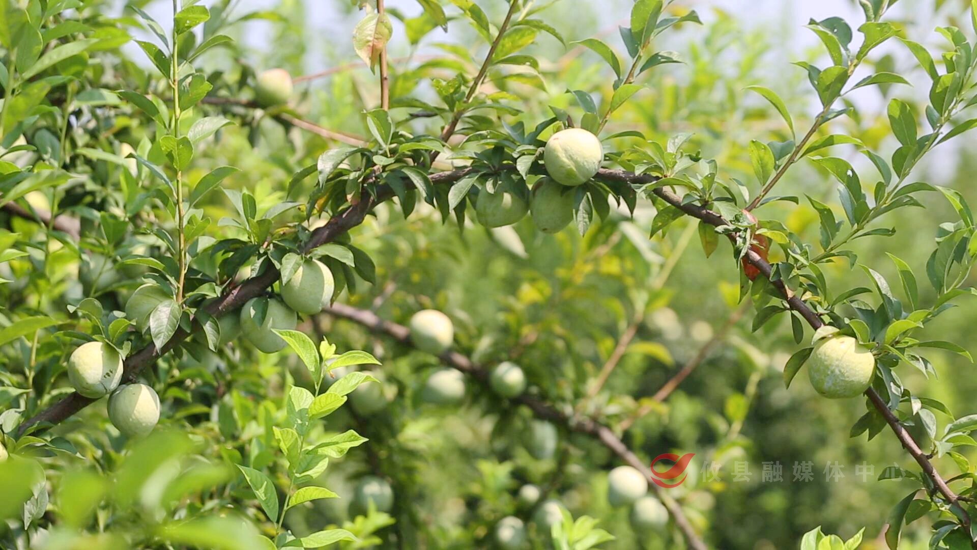 菜花坪镇菜花社区：18万斤奈李满枝头  果农喜丰收