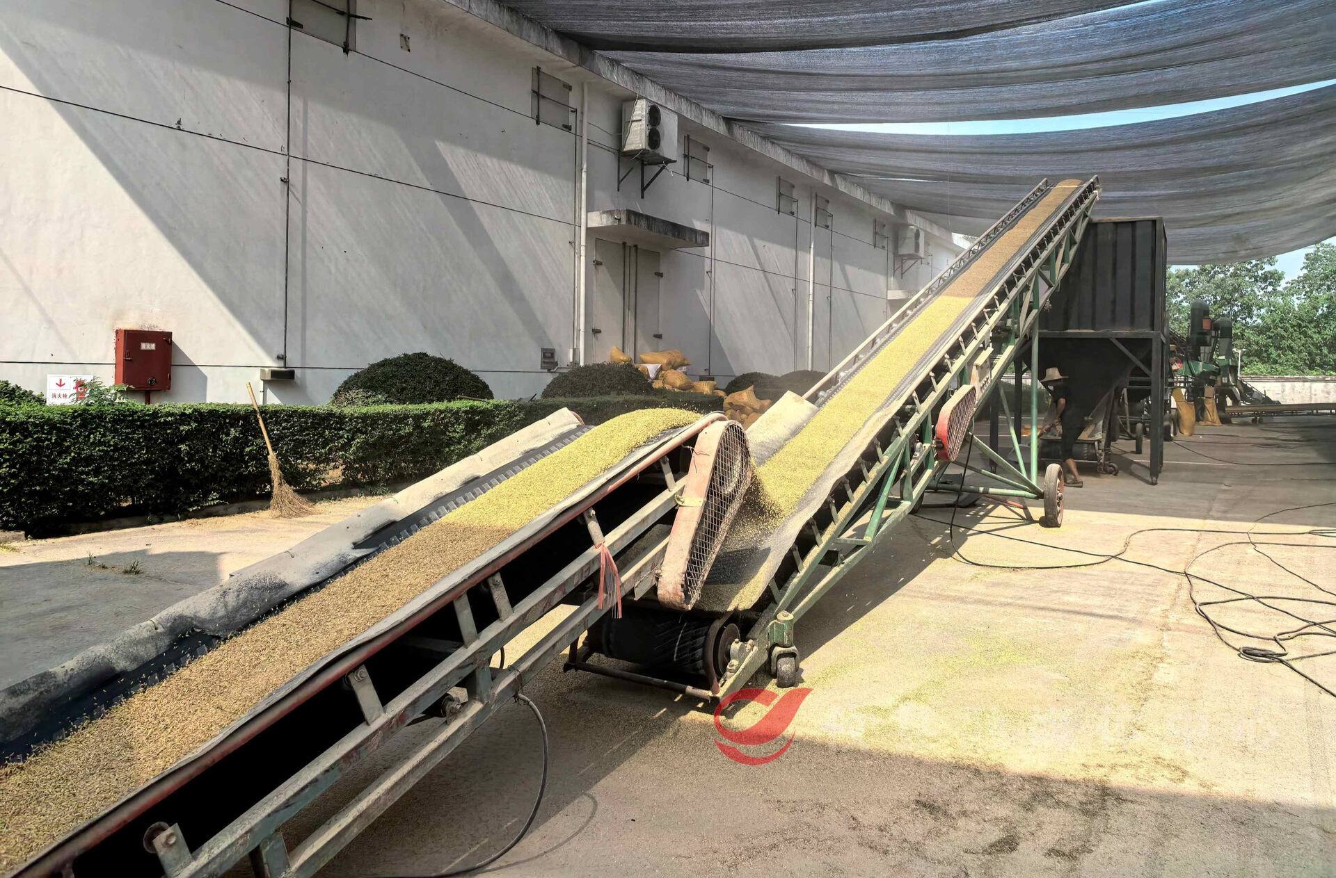 夏粮开秤收购  农民喜售丰收粮