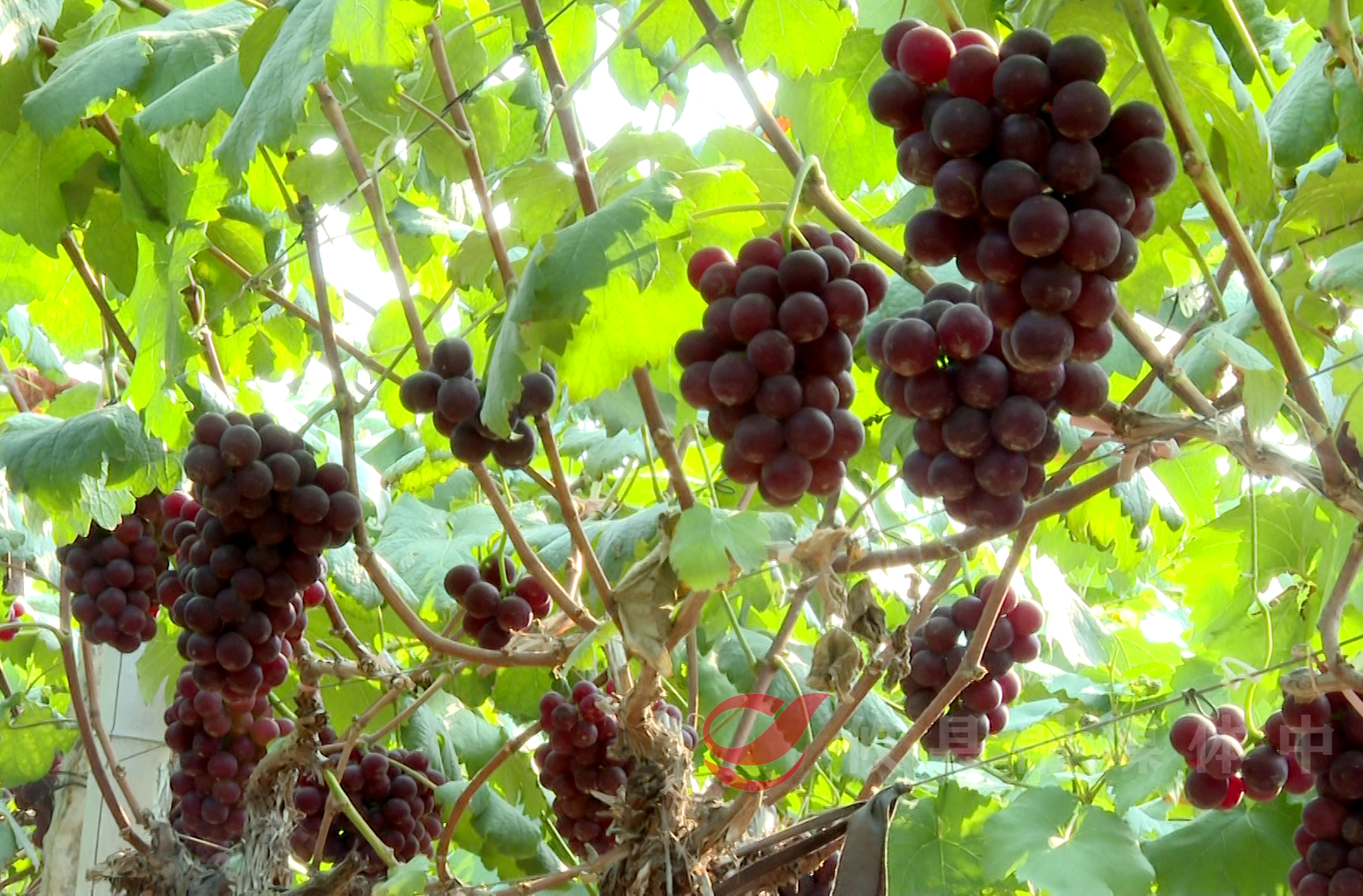 菜花坪镇：葡萄丰收季启幕，“葡”天盖地等你尝！