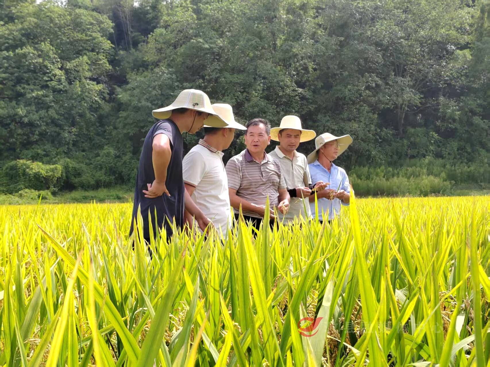 攸县：早稻生产完成全国水稻大面积单产提升既定目标