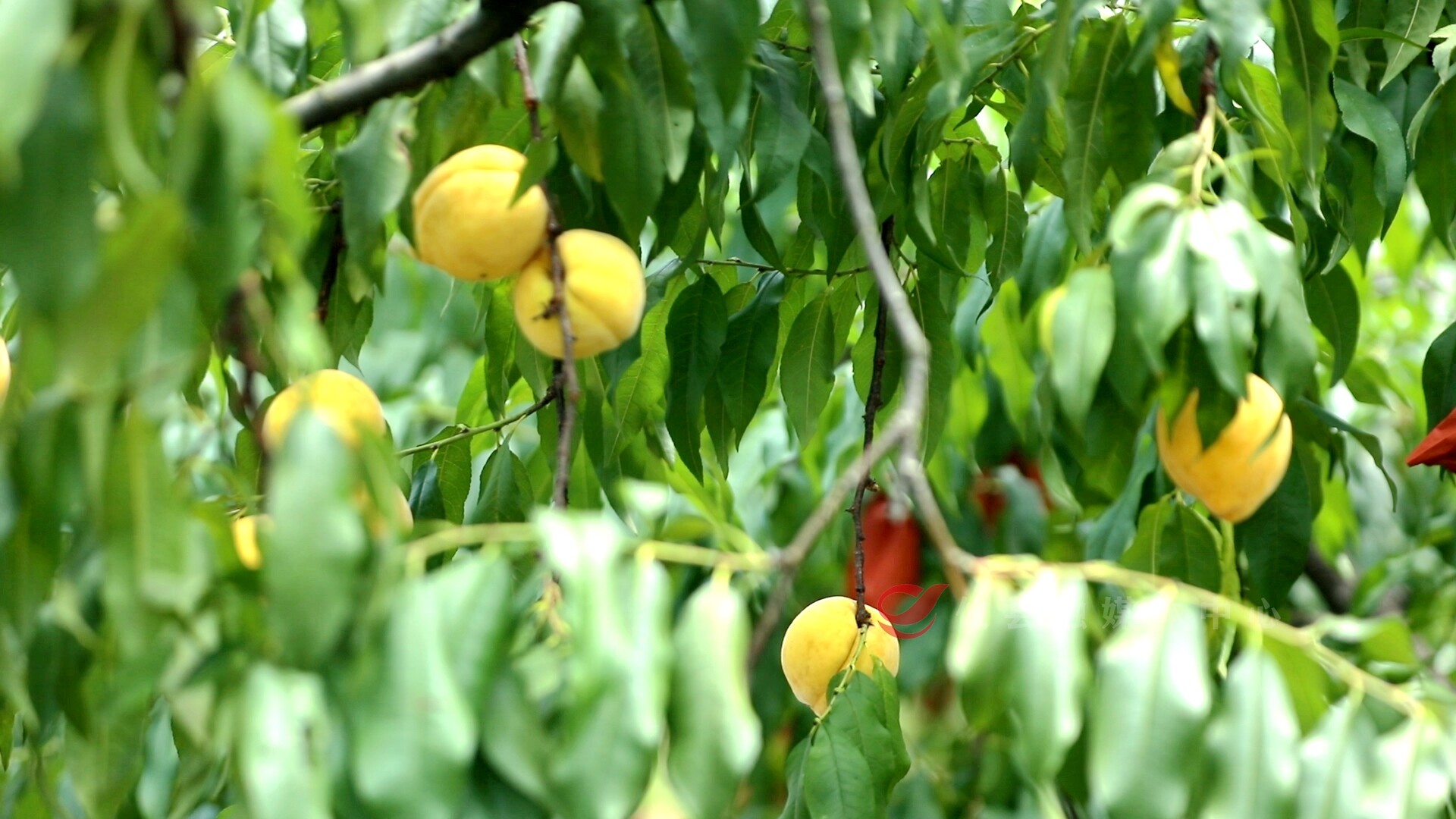 鸾山黄桃迎来大丰收，颗颗饱满，甜蜜上市