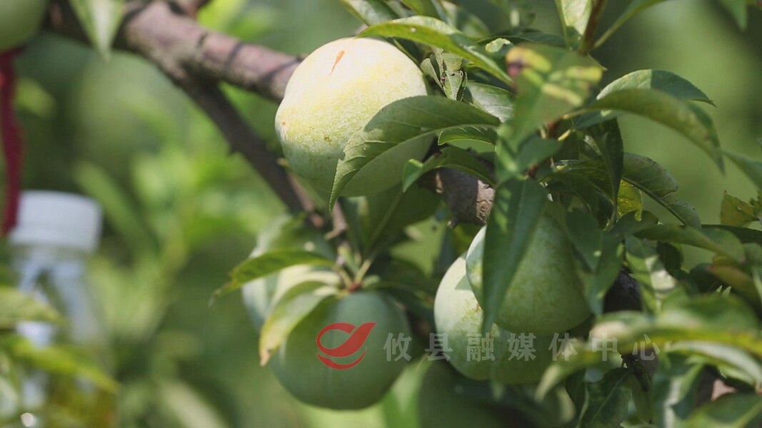 菜花坪镇果农8万斤奈李滞销盼销路