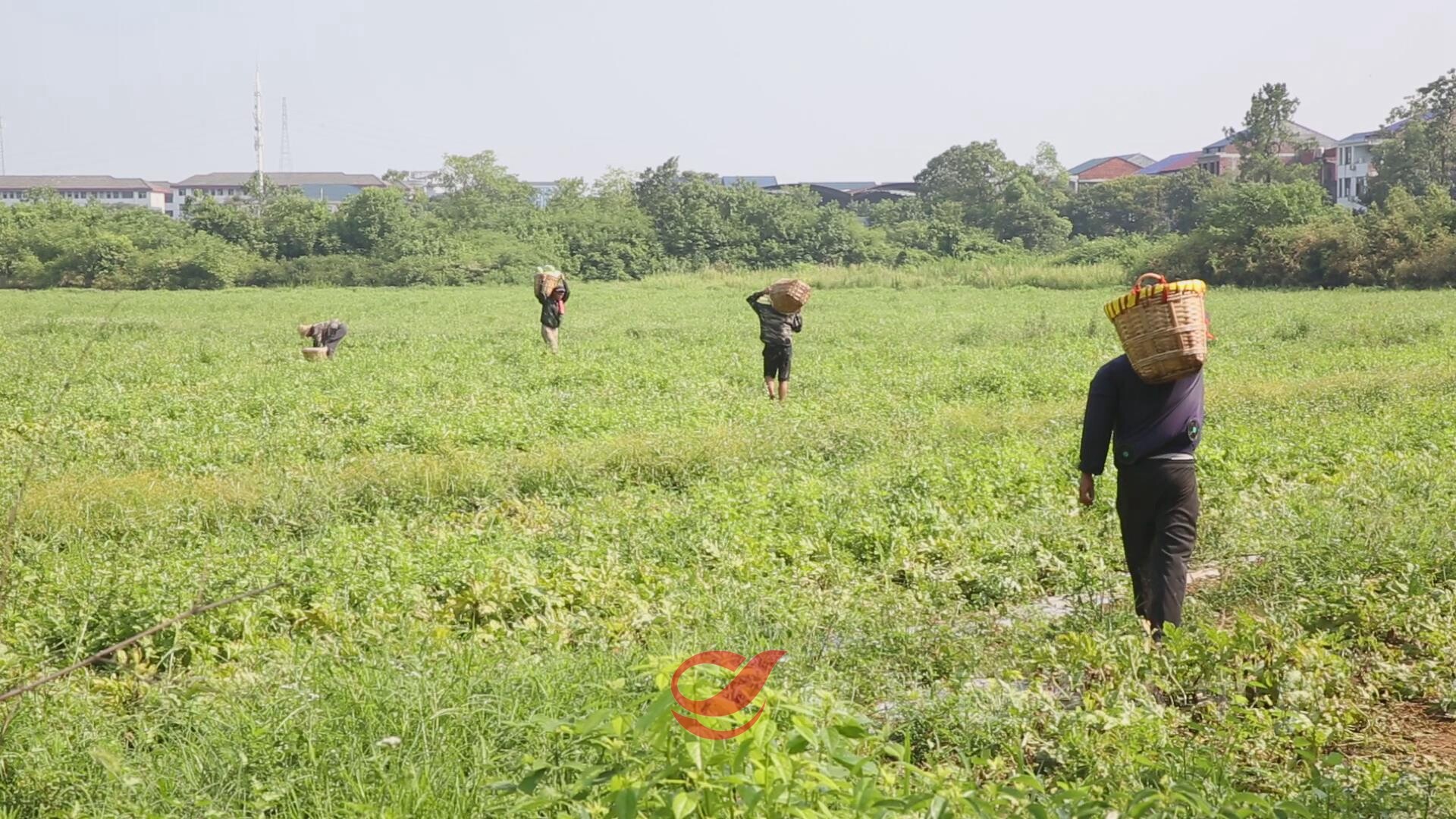 菜花坪镇：瓜香四溢引客来 “订单种植”销无忧