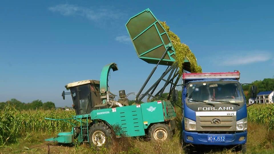 攸县1万多亩青贮玉米开镰收割