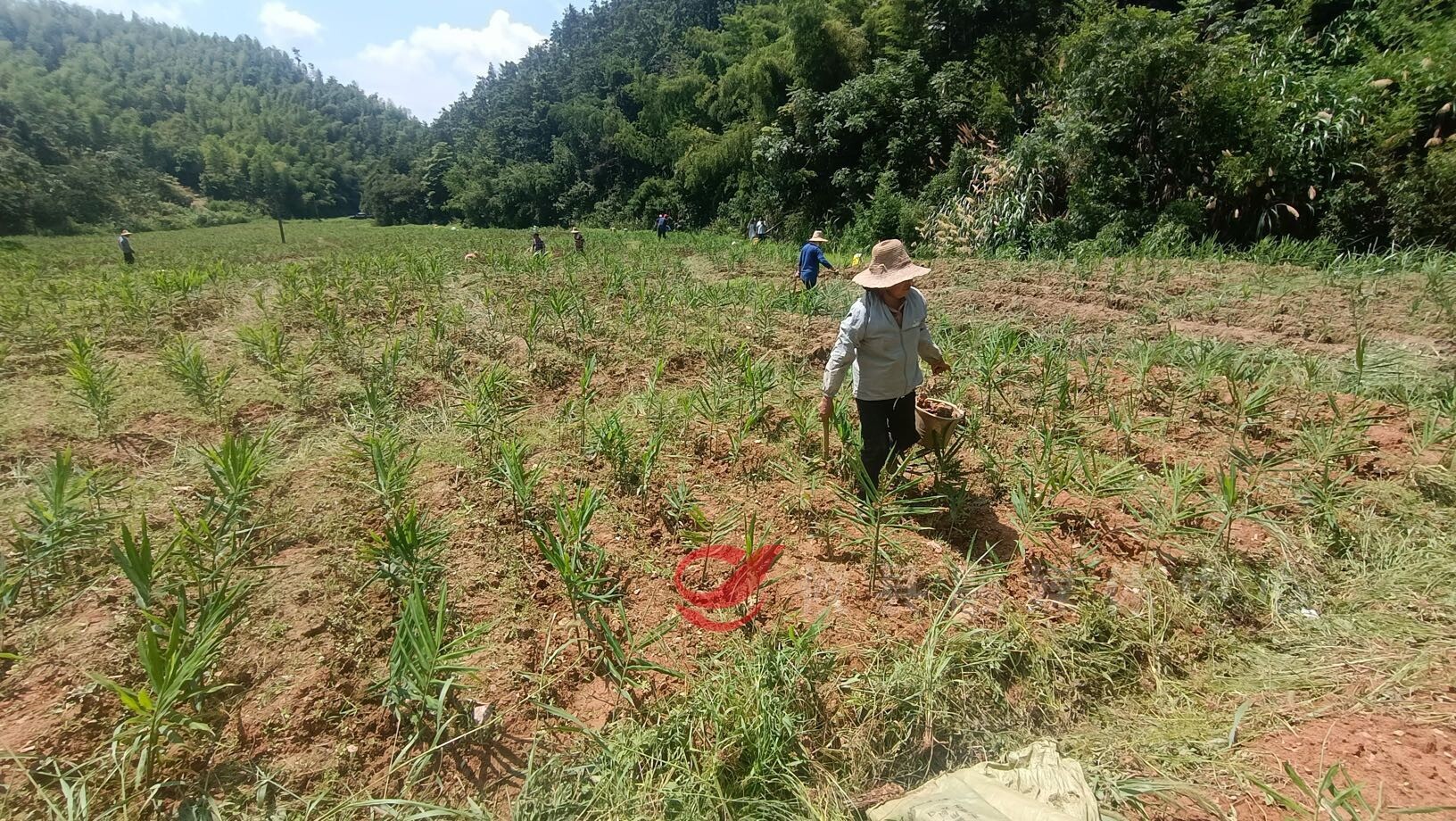 宁家坪镇双凡村：在闲置撂荒土地上 “打”下一片幸福“姜山”  