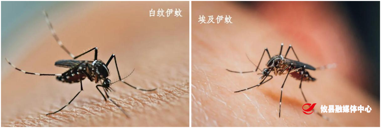 基孔肯雅热防控健康提示！！！