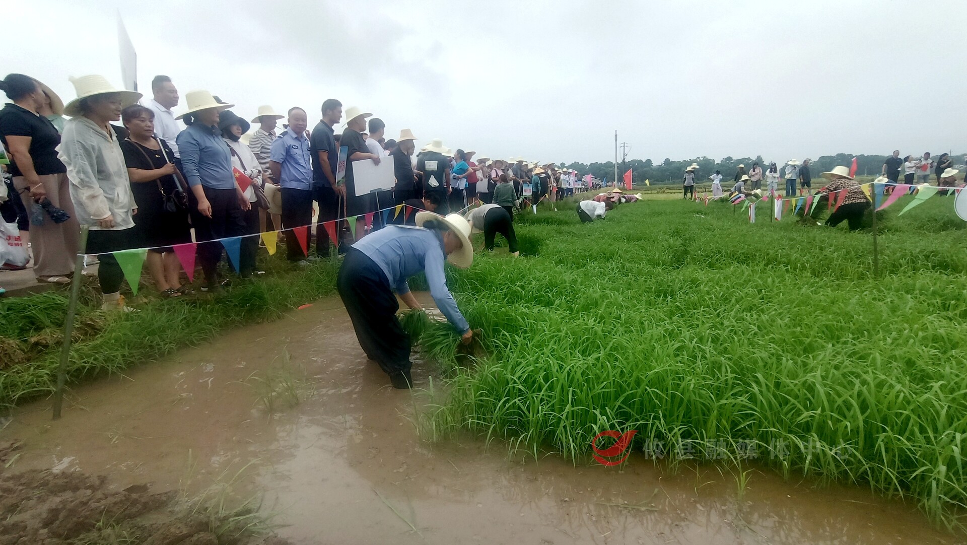 宁家坪镇：农田插秧争竞技 干群同心绘“丰”景