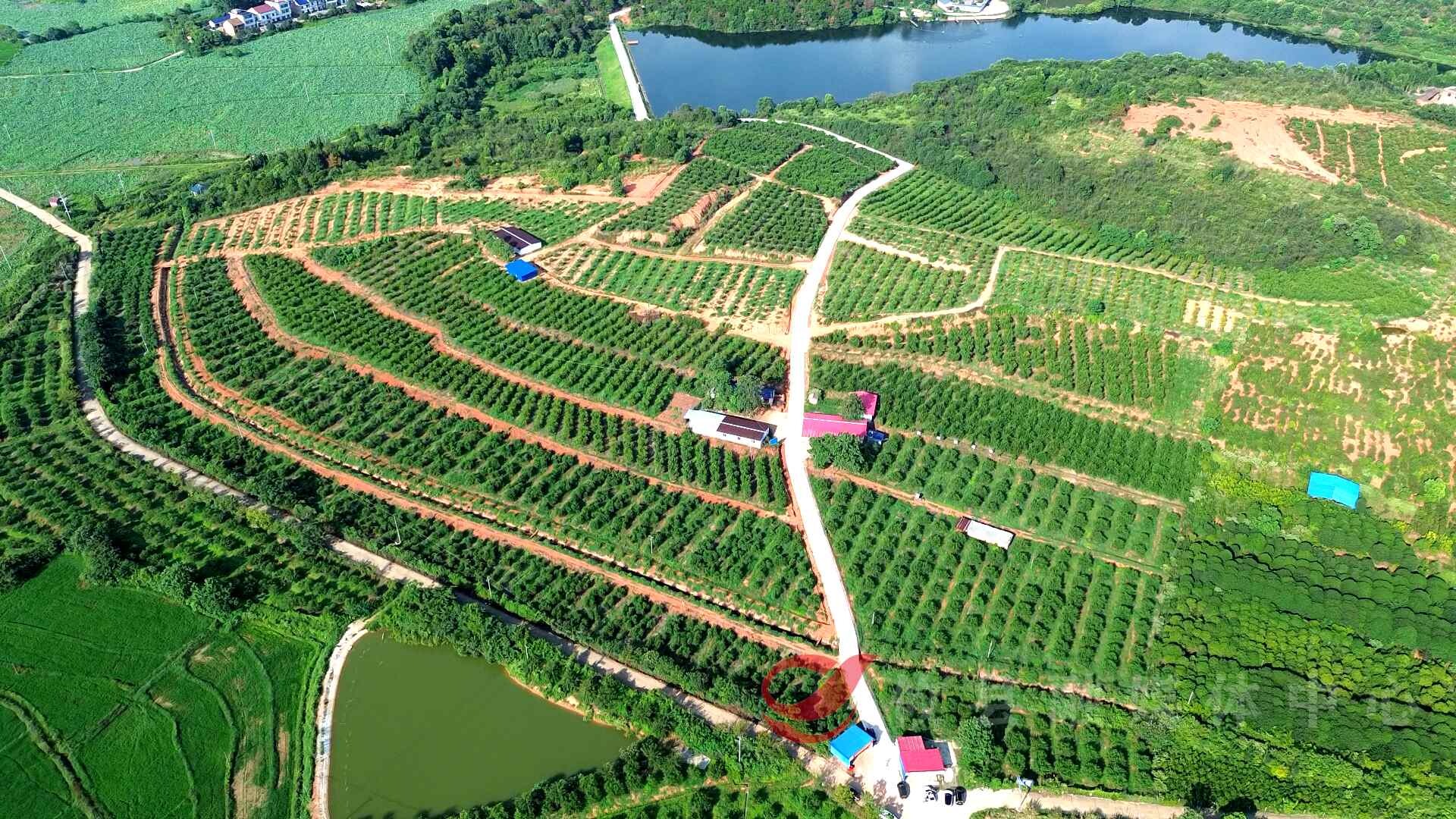 脆桃天花板！菜花坪镇的鹰嘴桃熟了，采摘速来~