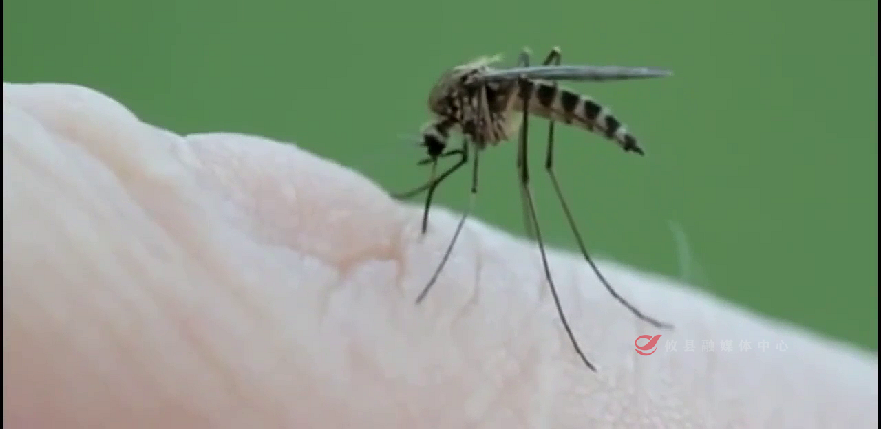 科学防范基孔肯雅热 攸县疾控中心教您这样做