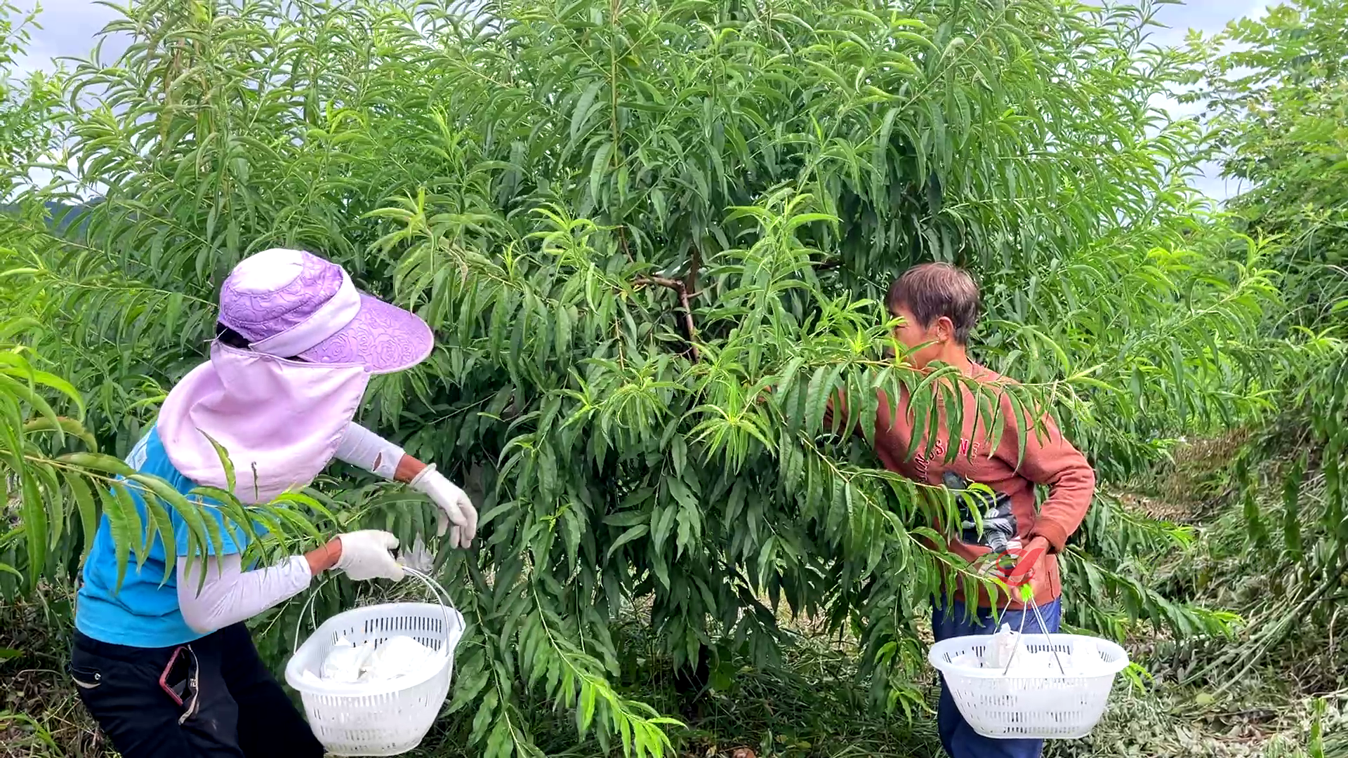 石羊塘镇的鹰嘴桃真甜！