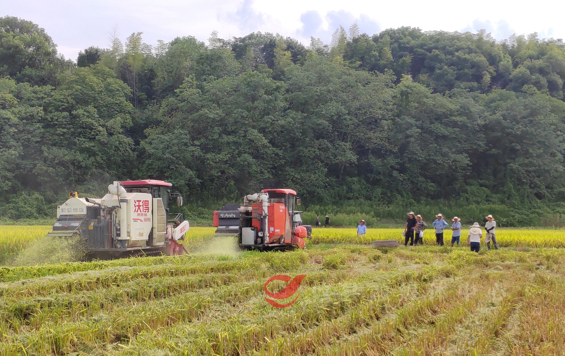 夏粮丰收  攸县“双抢”大忙结束
