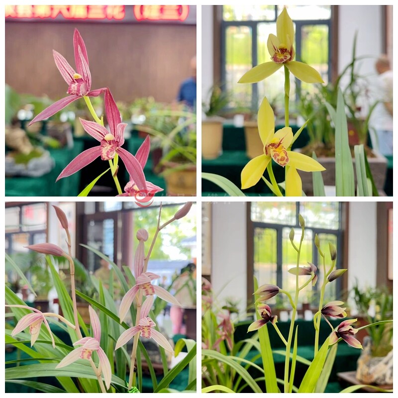 攸县：百余盆精品兰花展姿飘香