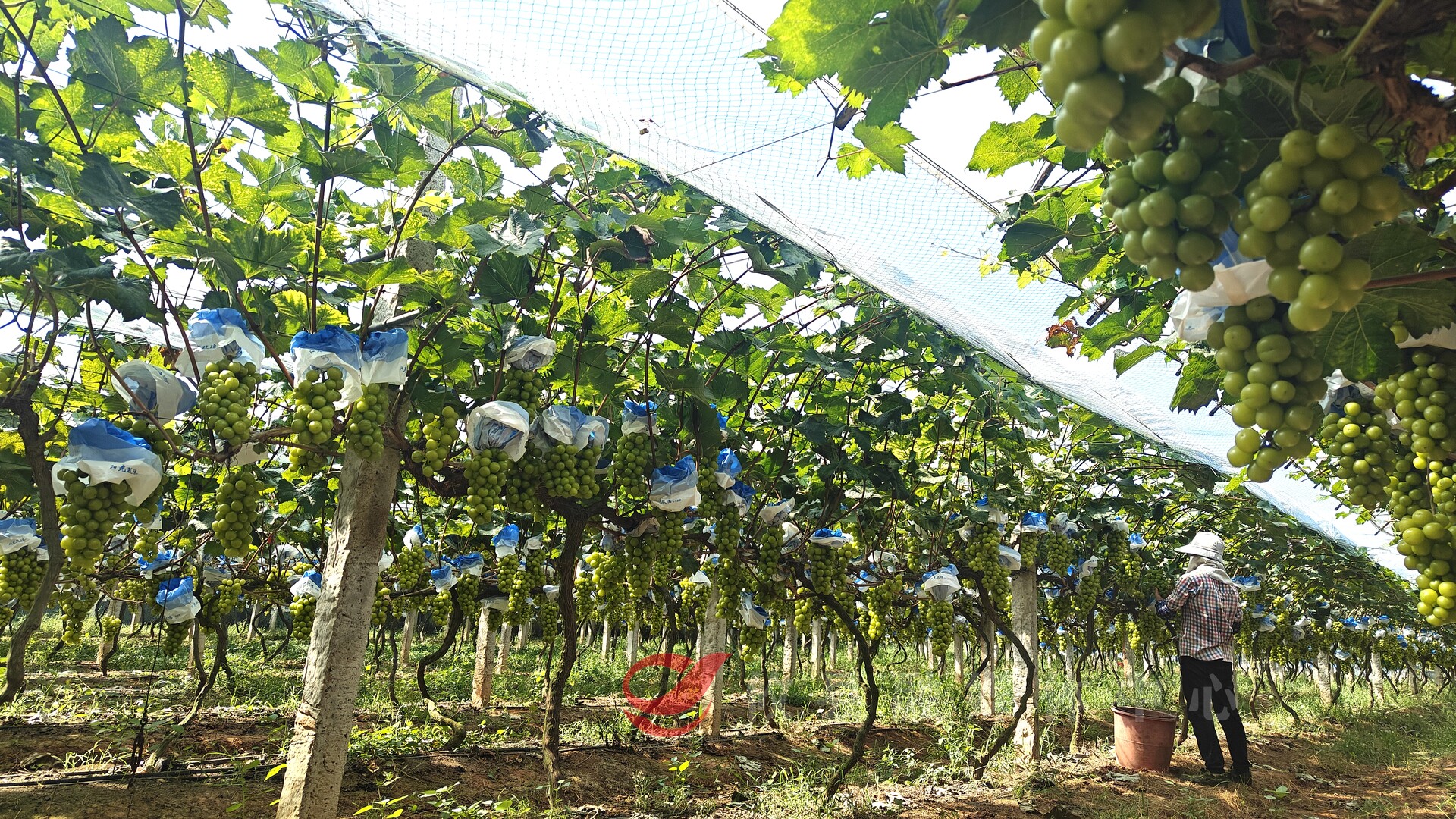 前方高甜！菜花坪镇的阳光玫瑰葡萄丰收啦，饱满多汁，来尝尝吧！