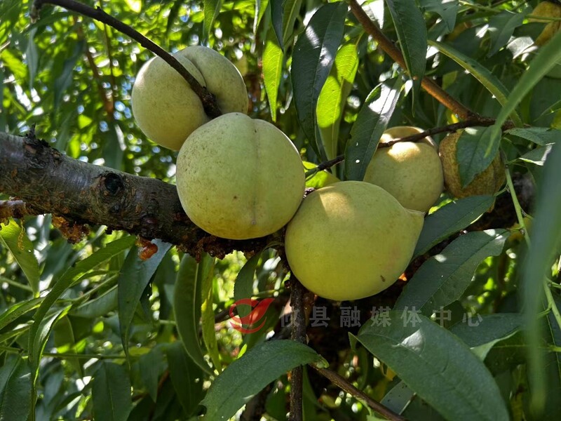 菜花坪镇120余亩菁香桃迎来采摘期