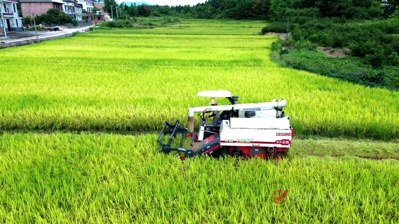 风࿐吹࿐稻࿐香࿐ 颗粒归仓！