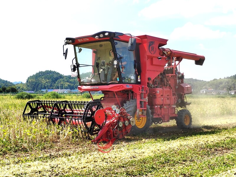 酒埠江镇酒埠江村：1300亩大豆丰收 产销两旺