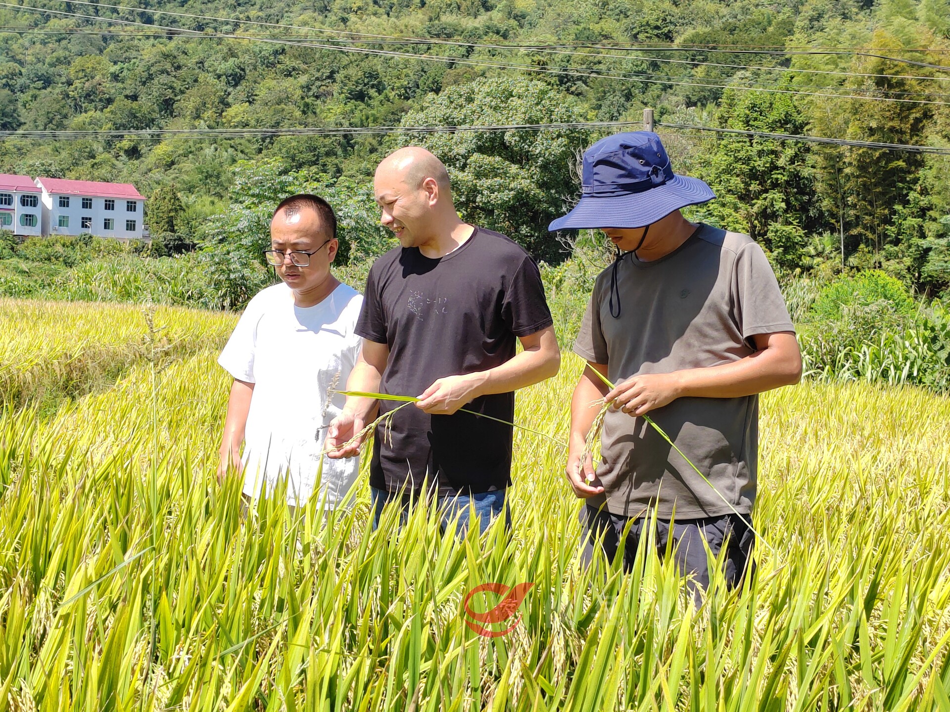 鸾山镇：生态水稻迎来丰收