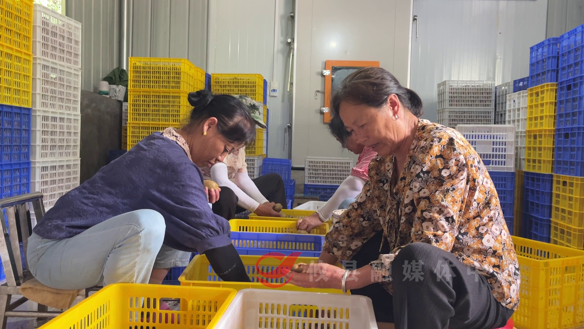 攸县：猕猴桃成“致富果” 丰收喜悦满枝头