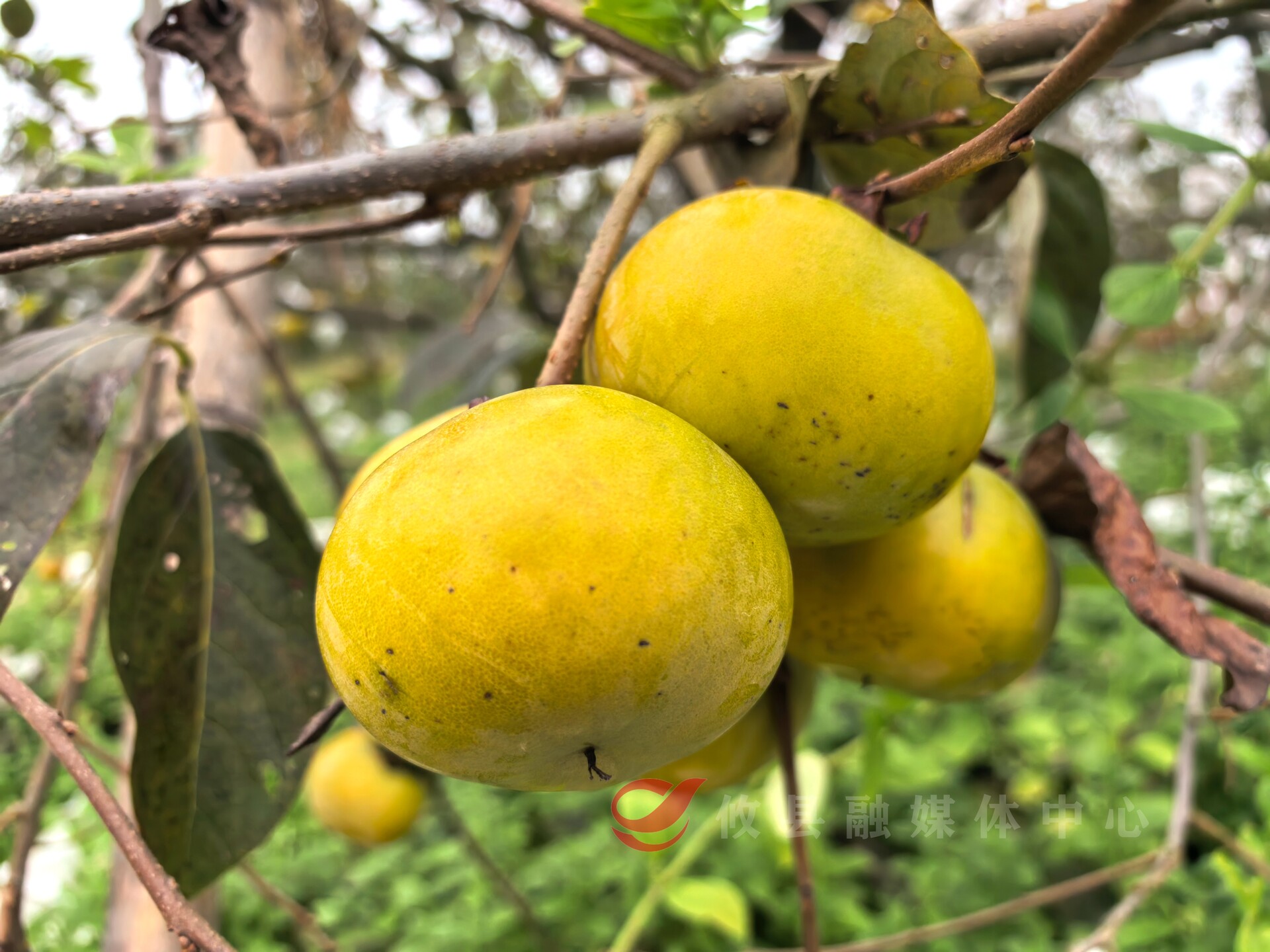 好“柿”登场！攸州花果山的太秋脆柿熟了