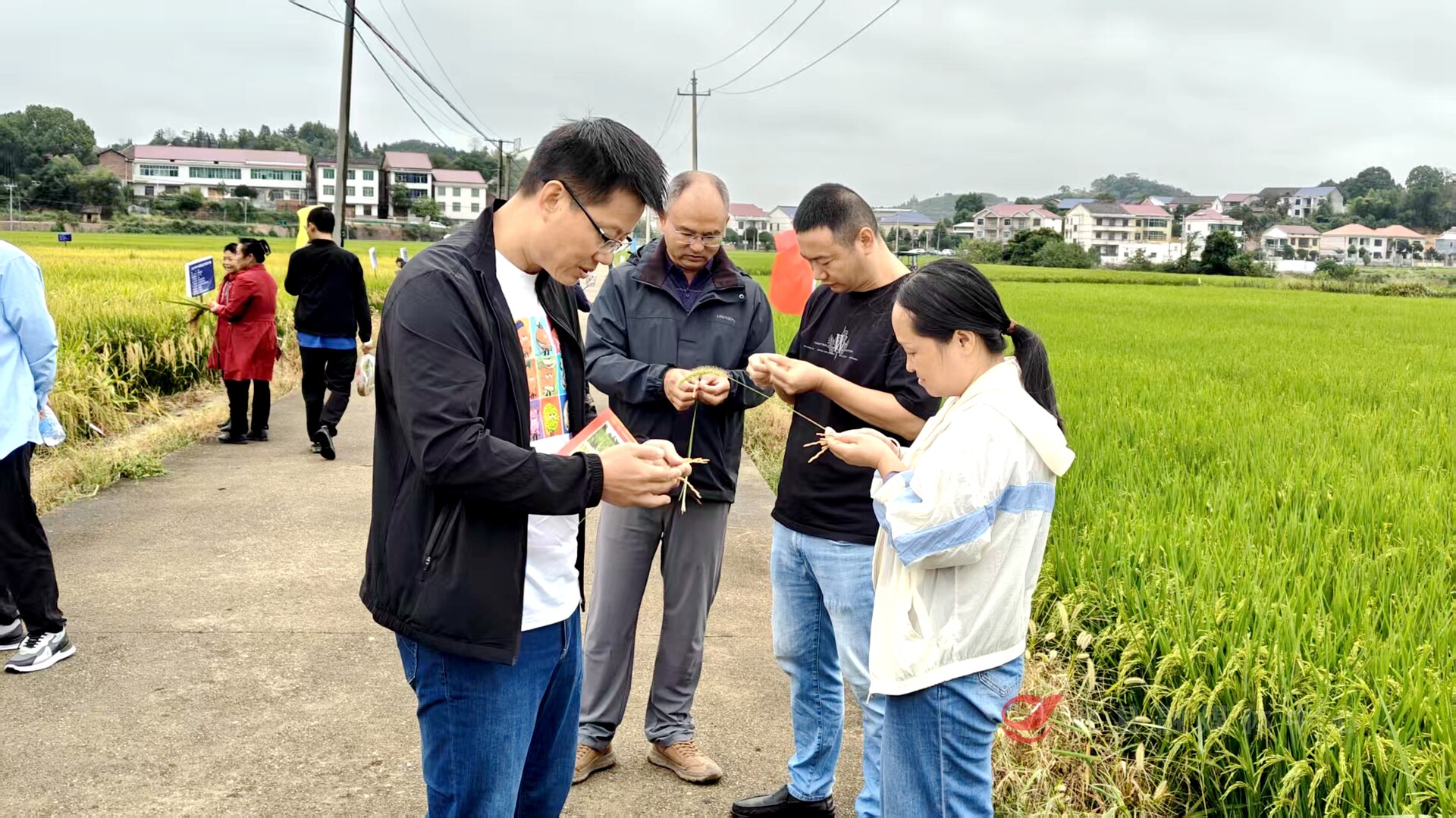 来吧~展示！水稻新品种现场评议与观摩活动······