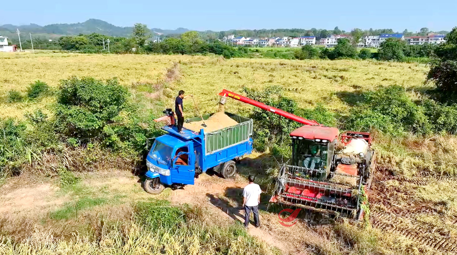 攸县：水利赋能 金色稻田绘就丰收图景