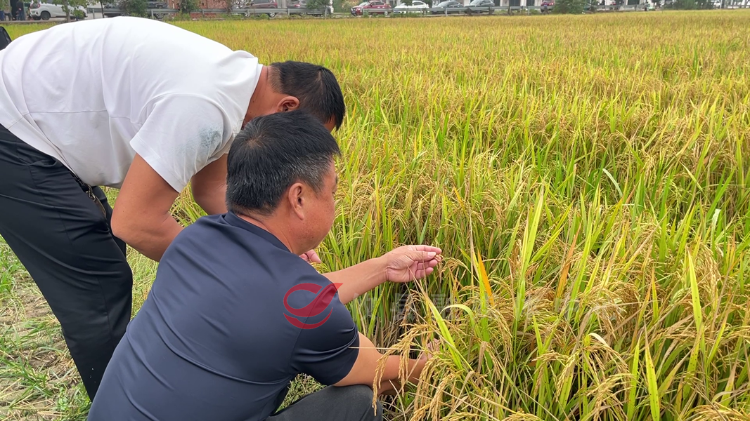 攸县：组织技术培训和观摩活动 助力再生稻产业提质增效