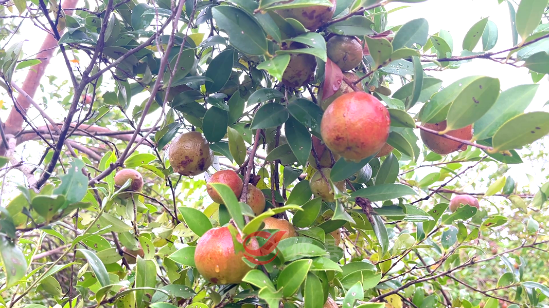 攸县：油茶满枝头 丰收在望时