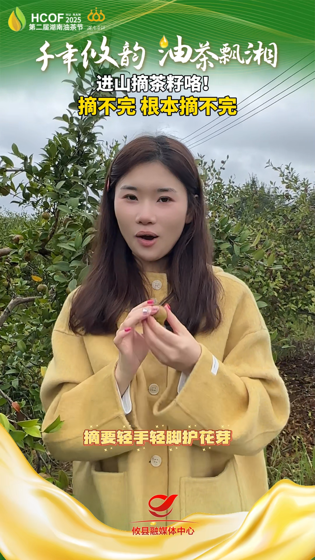 进山摘茶籽咯！摘不完 根本摘不完！#第二届湖南油茶节  #攸县油茶 #科技赋能油茶创新引领未来