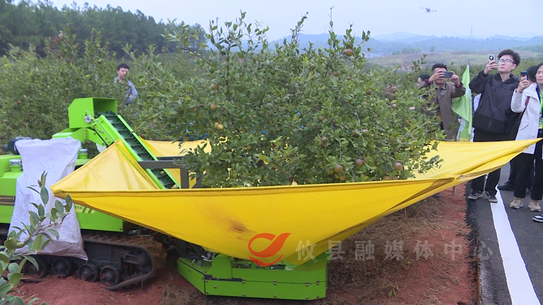 【千年攸韵 油茶飘湘】第二届湖南油茶节：科技赋能 油茶种植采摘省时省钱