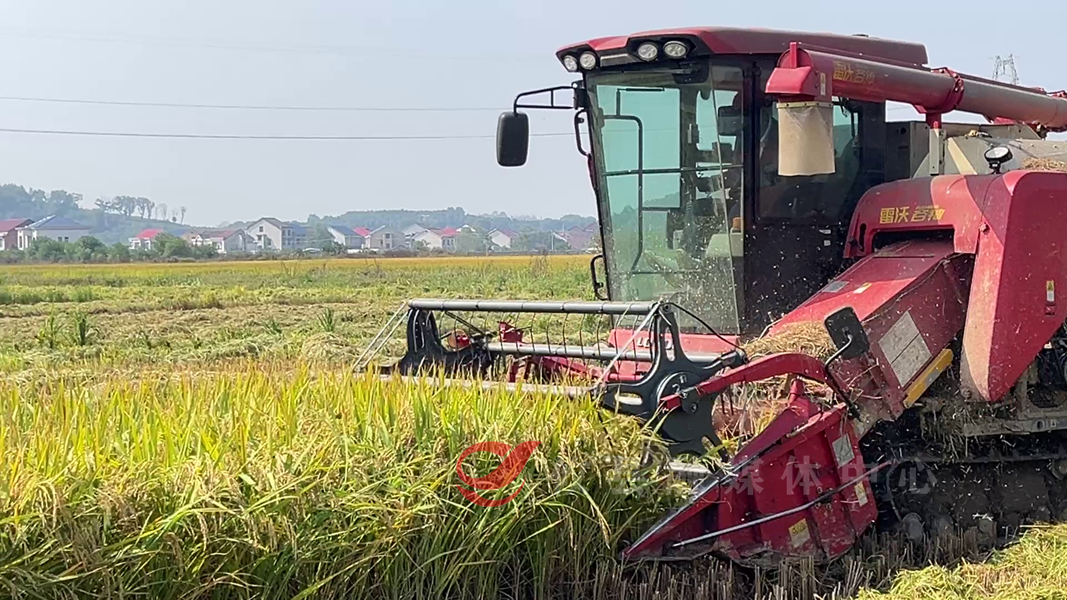 攸县：秋收好“丰”景 晚稻收割忙