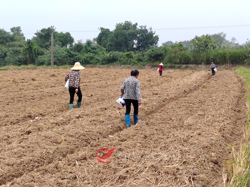 攸县：晚稻归仓绿肥登场 来年丰收有良方