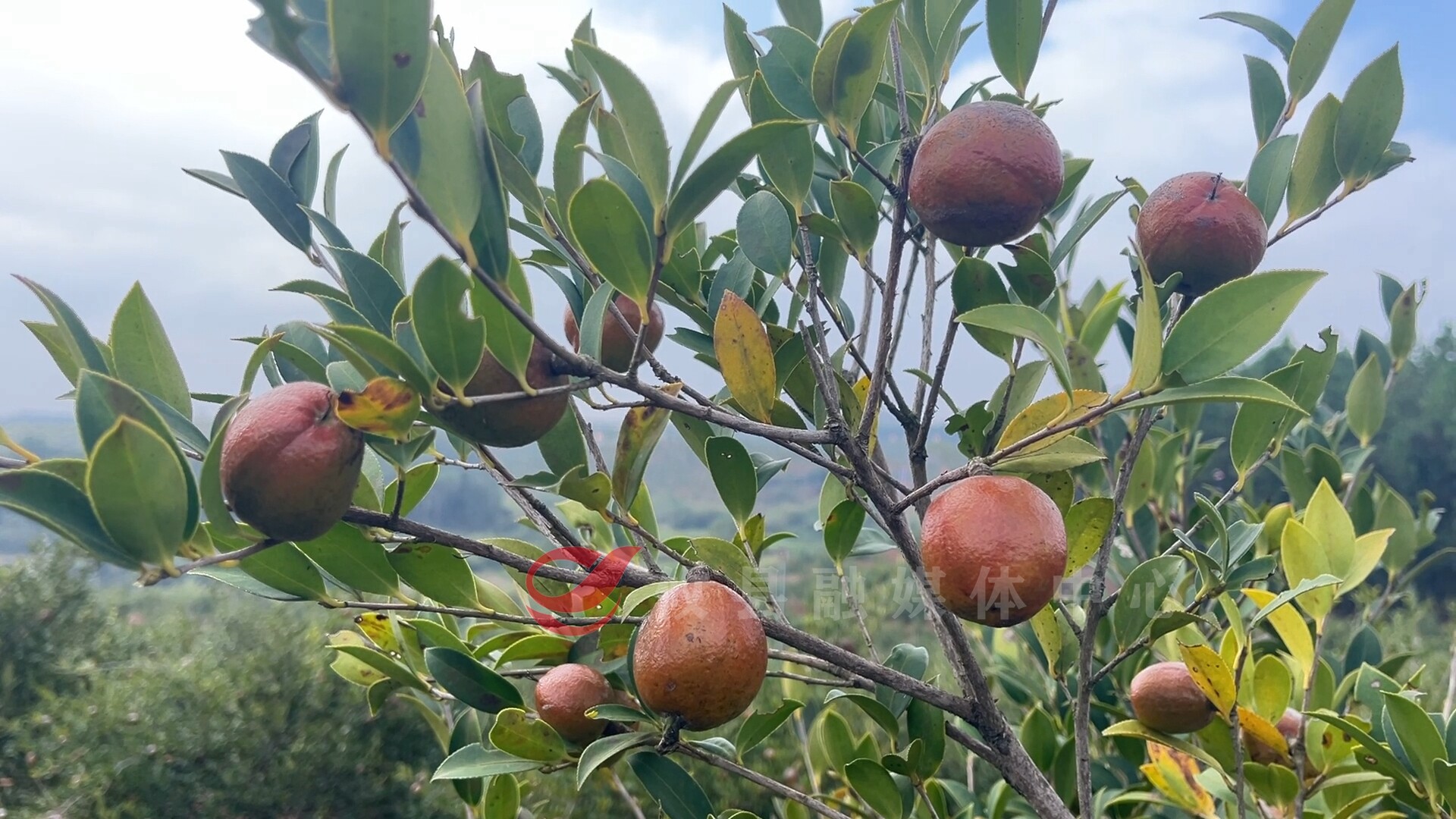 攸县：油茶丰收采摘忙 山乡土地“致富果”