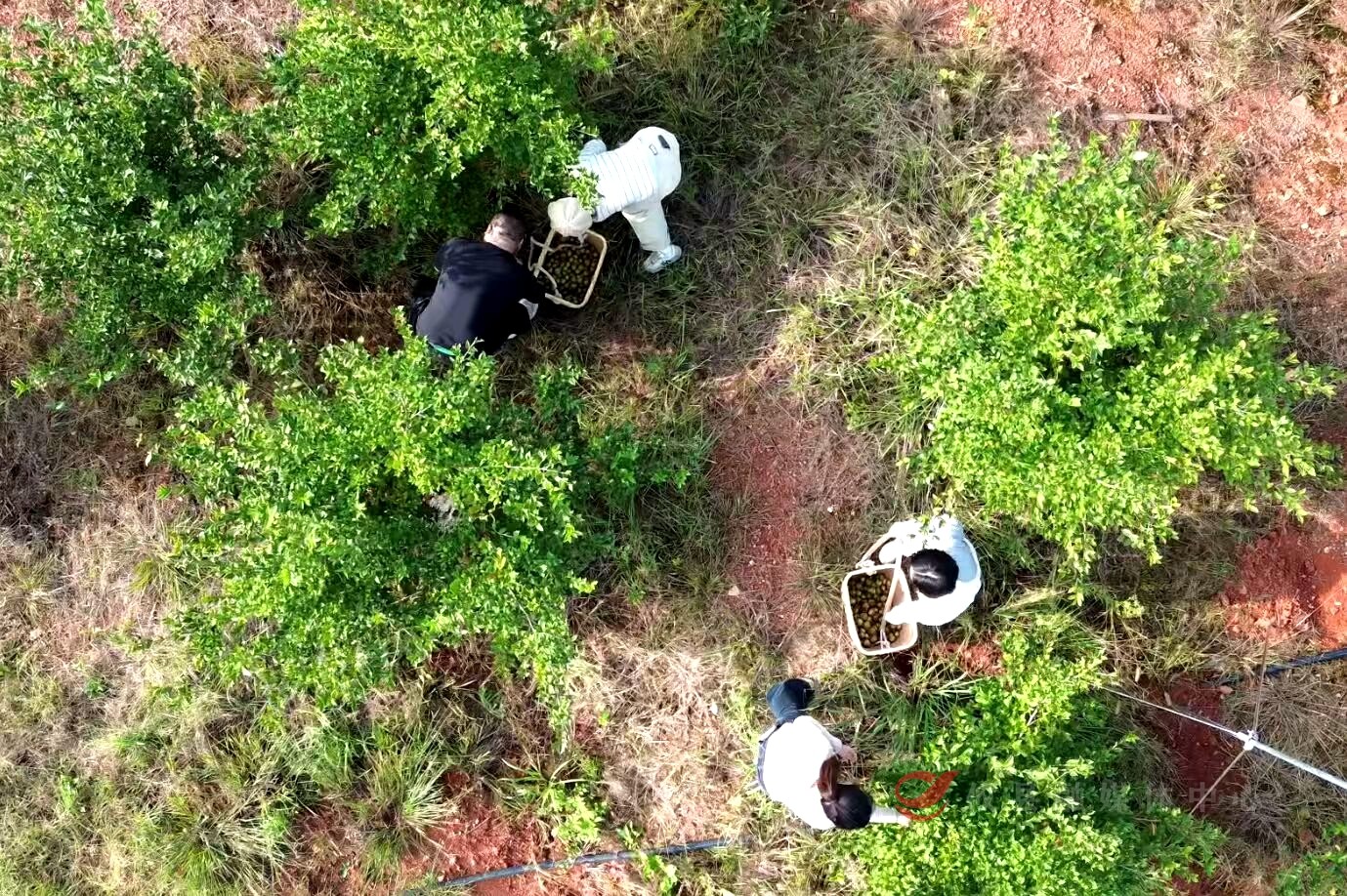 一线调研 小茶果何以撬动百亿产业