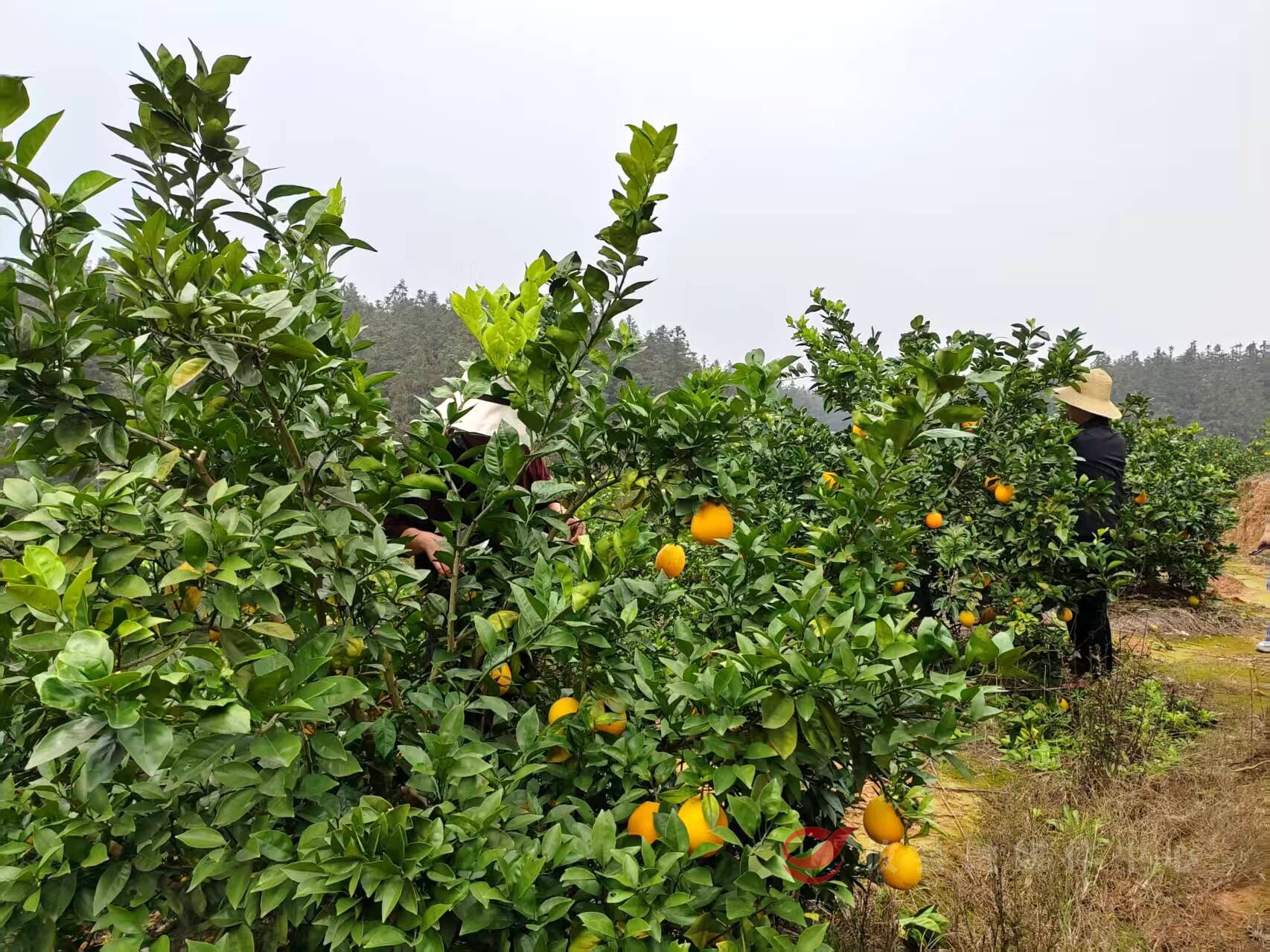 酒埠江镇黄竹村：260亩生态脐橙园11月21日开园