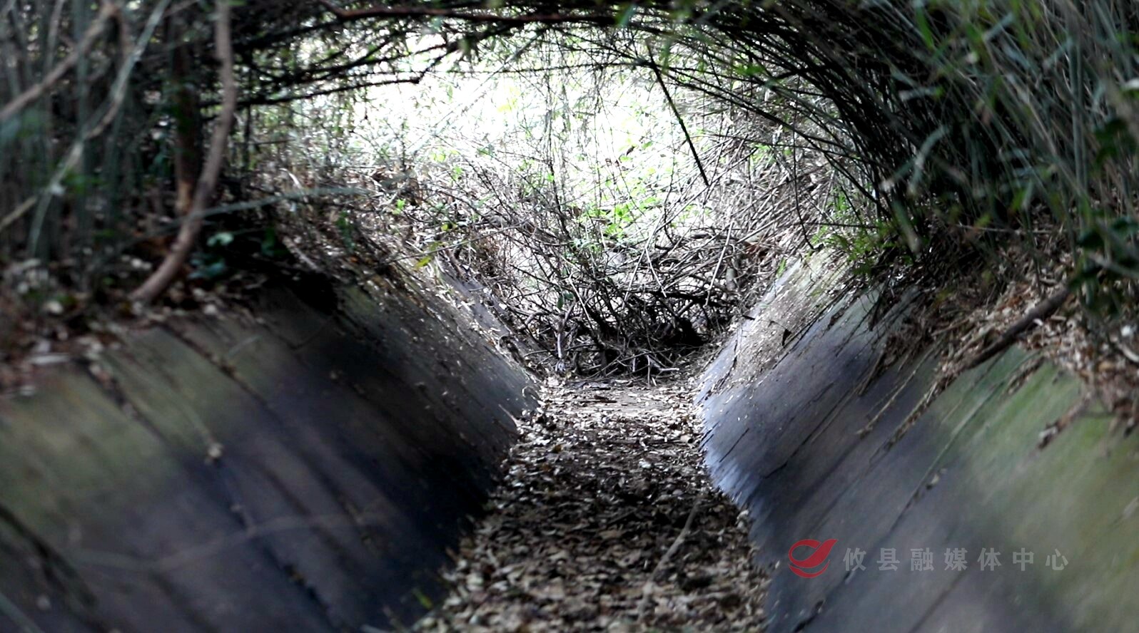 【“掷地“攸”声·政协委员在行动”】农田命脉待疏通  支渠梗阻制约农业发展（一）