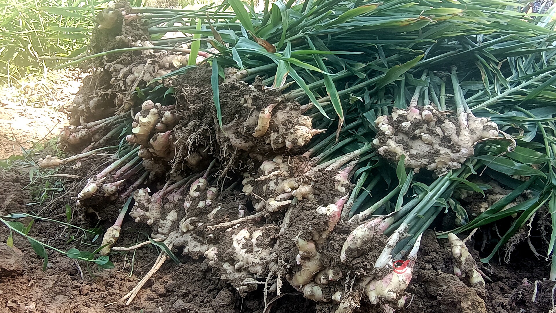 宁家坪镇：生态小黄姜喜迎丰收